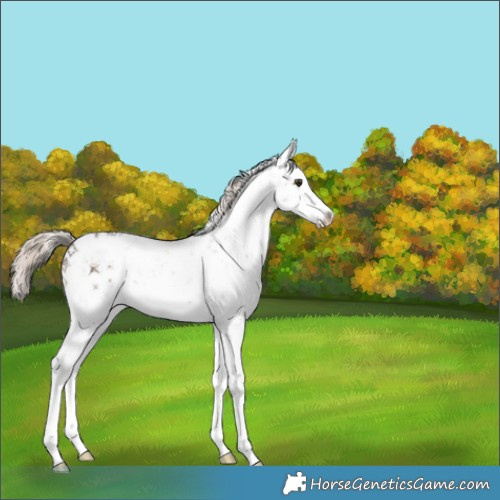 Horse Color:White Spotted Liver Chestnut Mushroom Sabino Rabicano 