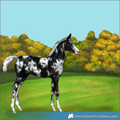 Horse Color:White Spotted Midnight Liver Chestnut Ice Mushroom Sabino 