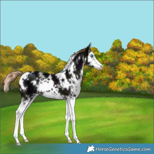 Horse Color:White Spotted Midnight Liver Chestnut Ice Splash 