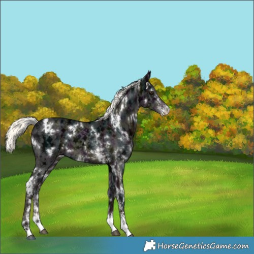 Horse Color:White Spotted Midnight Liver Chestnut Ice Mushroom Sabino 
