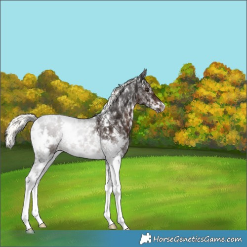 Horse Color:White Spotted Liver Chestnut Ice Mushroom Sabino 
