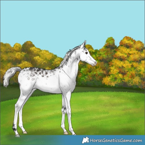 Horse Color:White Spotted Liver Chestnut Ice Mushroom Sabino 