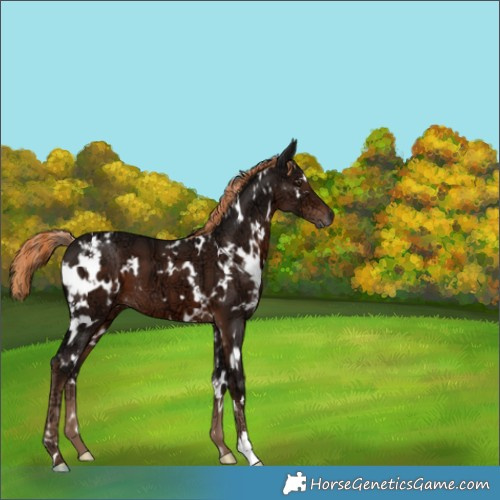 Horse Color:White Spotted Liver Chestnut Ice 