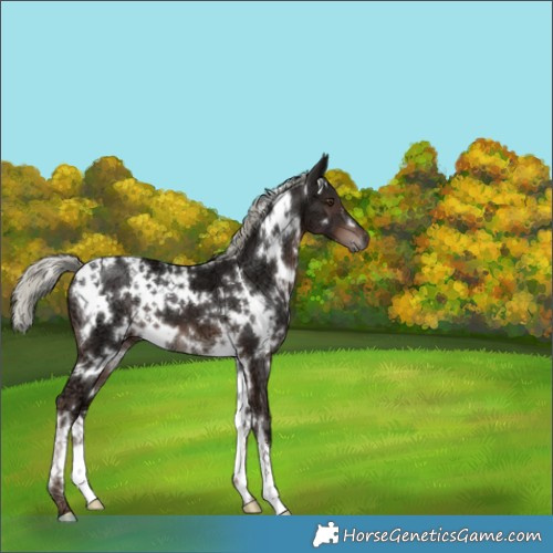 Horse Color:White Spotted Liver Chestnut Ice Mushroom 
