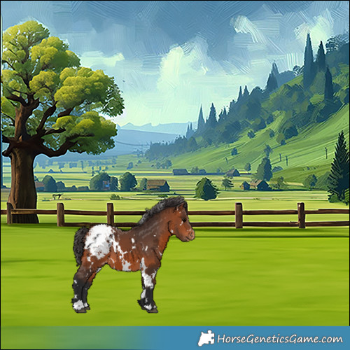 Horse Color:White Spotted Bay Appaloosa 