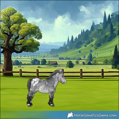 Horse Color:White Spotted Bay Chinchilla Appaloosa 