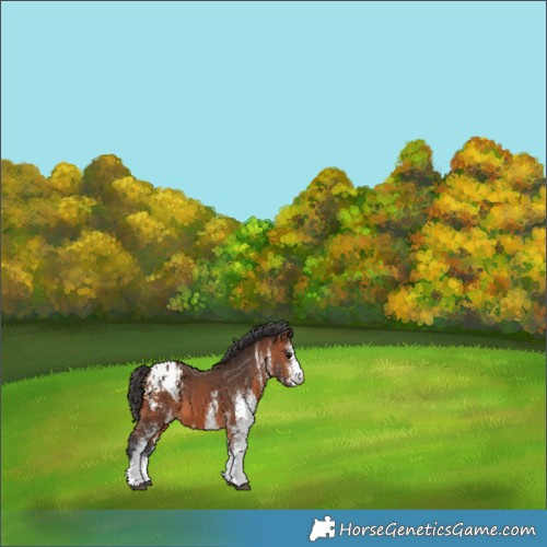 Horse Color:White Spotted Bay Appaloosa 