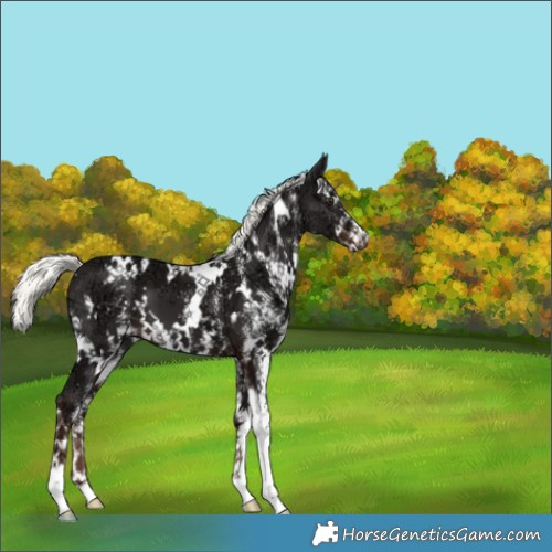 Horse Color:White Spotted Liver Chestnut Ice Mushroom 