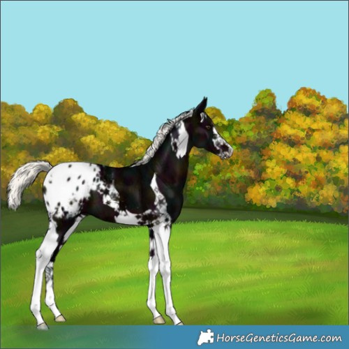 Horse Color:White Spotted Midnight Liver Chestnut Ice Mushroom Tobiano Appaloosa 