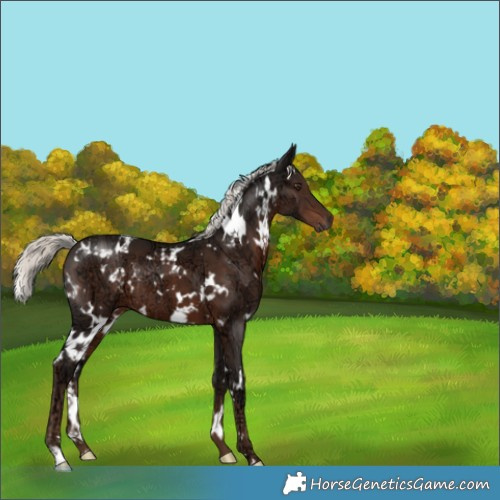 Horse Color:White Spotted Liver Chestnut Ice Mushroom 