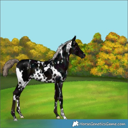 Horse Color:White Spotted Midnight Liver Chestnut Ice 