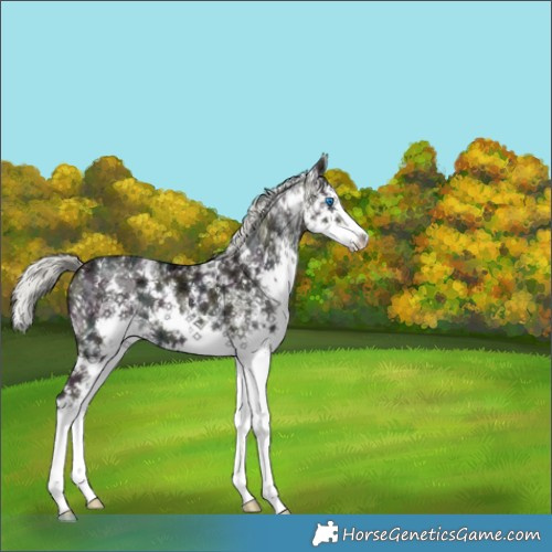 Horse Color:White Spotted Midnight Liver Red Dun Ice Mushroom Splash 