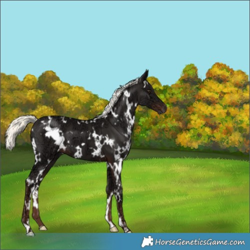 Horse Color:White Spotted Liver Chestnut Ice Mushroom 