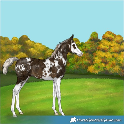 Horse Color:White Spotted Chocolate Palomino Ice Mushroom Splash 
