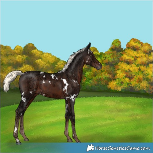Horse Color:White Spotted Liver Chestnut Ice Mushroom 