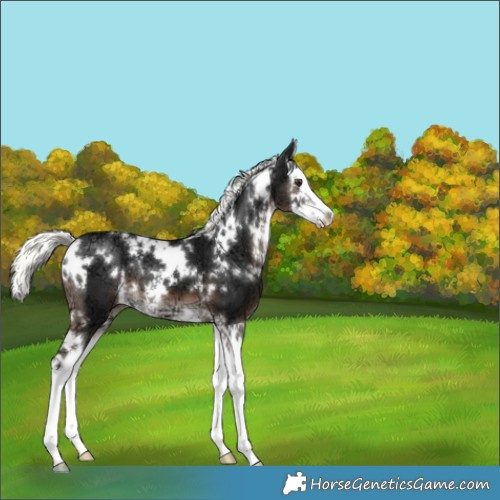 Horse Color:White Spotted Liver Chestnut Ice Mushroom Splash 
