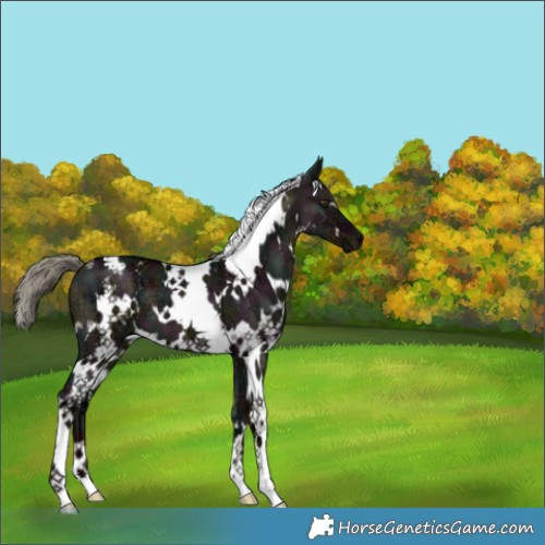 Horse Color:White Spotted Midnight Liver Red Dun Ice Mushroom 