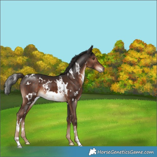 Horse Color:White Spotted Liver Chestnut 