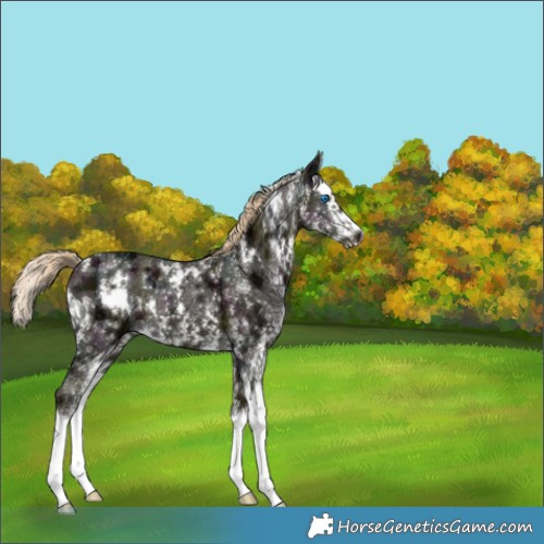 Horse Color:White Spotted Midnight Chocolate Palomino Ice Mushroom Splash 