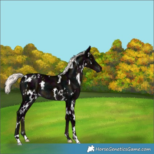 Horse Color:White Spotted Midnight Liver Chestnut Ice Mushroom 