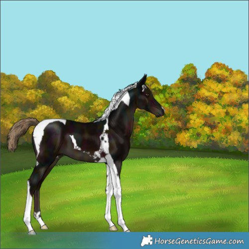 Horse Color:Midnight Liver Chestnut Tobiano 