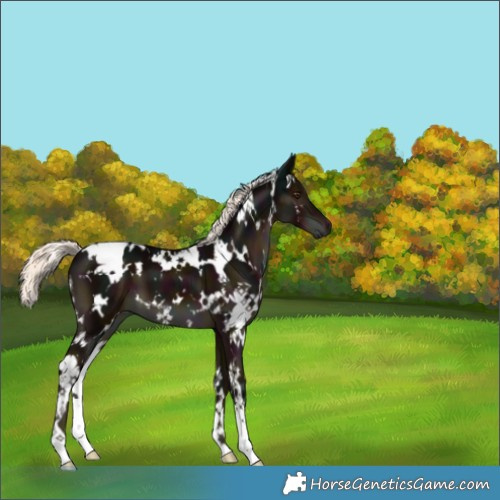 Horse Color:White Spotted Midnight Liver Chestnut Mushroom 