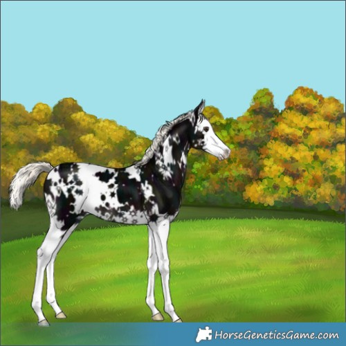 Horse Color:White Spotted Midnight Liver Chestnut Ice Mushroom Splash 