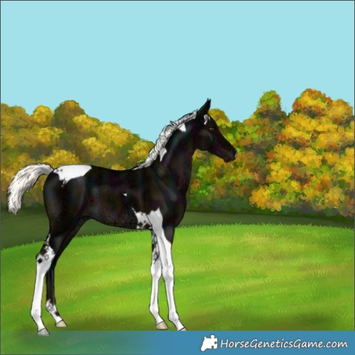 Horse Color:Midnight Liver Chestnut Ice Mushroom Tobiano 