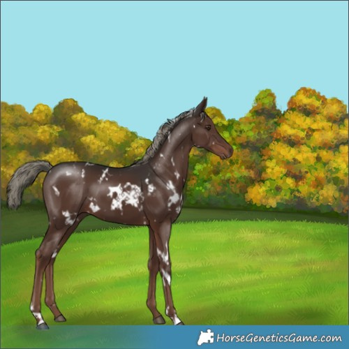 Horse Color:White Spotted Liver Chestnut Mushroom 