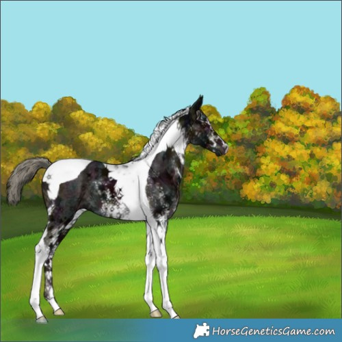Horse Color:White Spotted Midnight Liver Chestnut Ice Mushroom Tobiano 