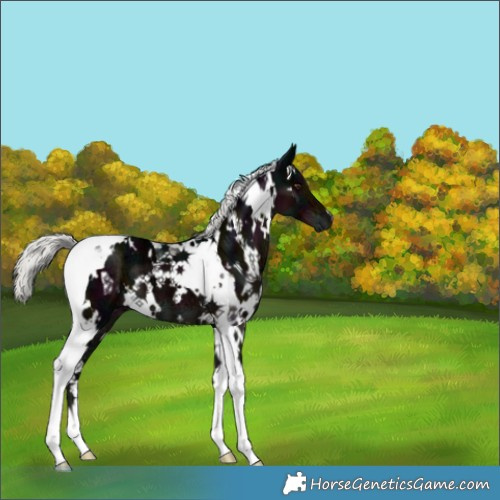 Horse Color:White Spotted Midnight Liver Chestnut Ice Mushroom Tobiano 