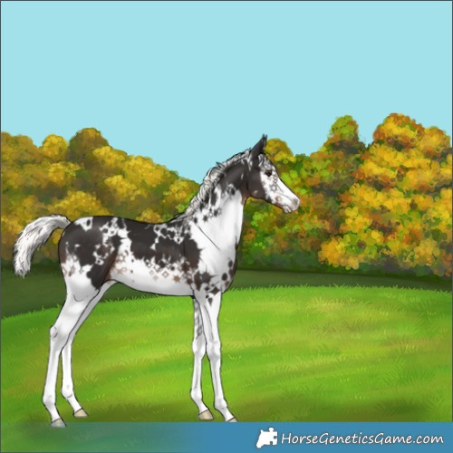 Horse Color:White Spotted Liver Chestnut Mushroom Splash 