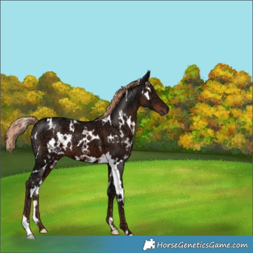 Horse Color:White Spotted Liver Chestnut Ice 