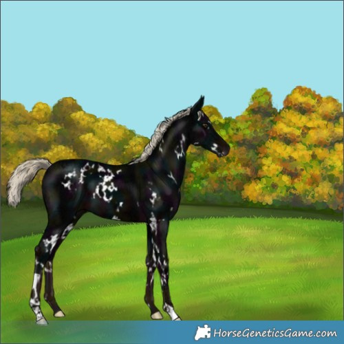 Horse Color:Gray White Spotted Midnight Liver Chestnut Ice Mushroom 