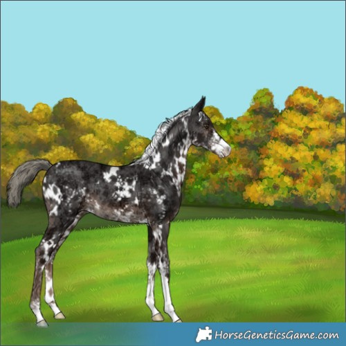 Horse Color:White Spotted Liver Chestnut Ice Mushroom Sabino 