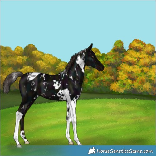 Horse Color:White Spotted Midnight Liver Chestnut Tobiano 