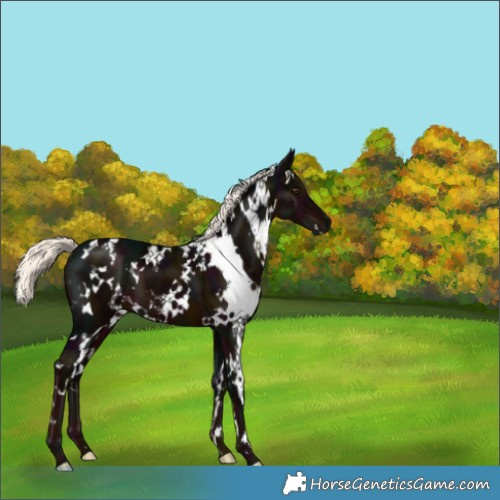 Horse Color:White Spotted Midnight Liver Chestnut Mushroom 