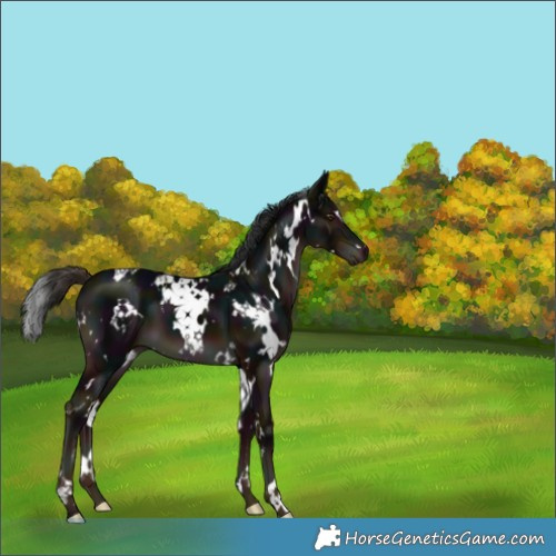 Horse Color:White Spotted Midnight Liver Chestnut 