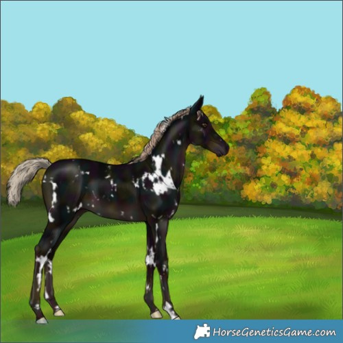 Horse Color:White Spotted Midnight Liver Chestnut 