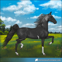 Horse Color:Liver Chestnut Tobiano 
