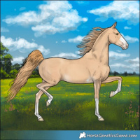 Horse Color:Gold Champagne 