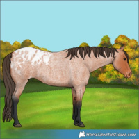 Horse Color:Bay Roan Blanket 