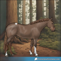 Horse Color:Liver Red Dun Tobiano 
