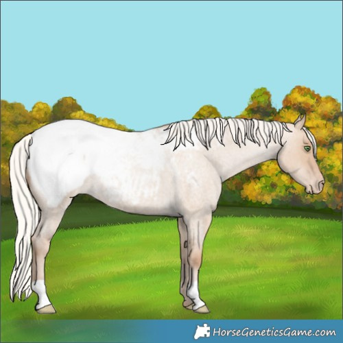 Horse Color:Silver Grullo Roan Pearl Appaloosa 
