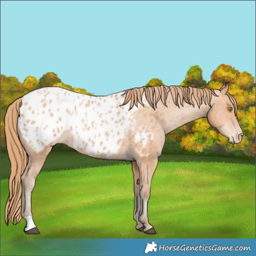 Horse Color:Bay Pearl Appaloosa