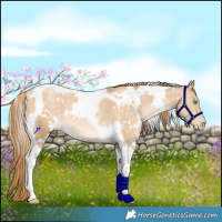 Horse Color:White Spotted Buckskin Snowdrop Tobiano 