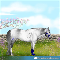 Horse Color:Gray Black Tobiano 