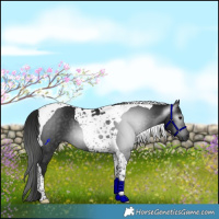 Horse Color:Gray Black Tobiano 