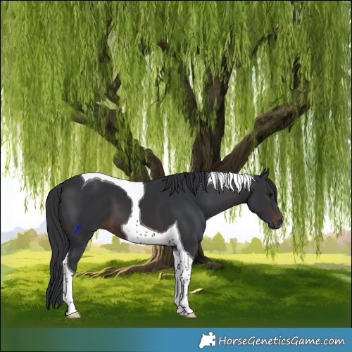 Horse Color:Brown Tobiano 