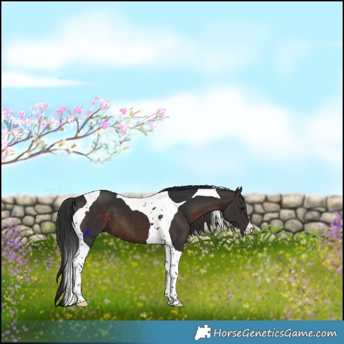 Horse Color:Brown Tobiano 